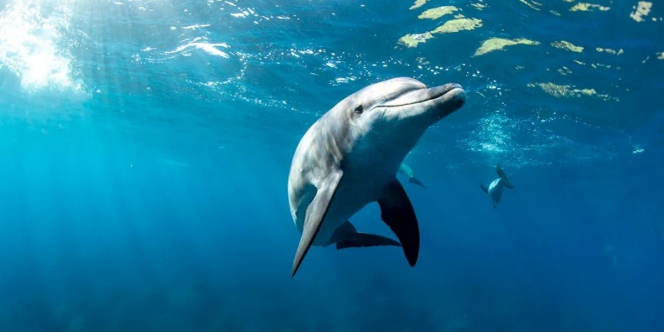 Ganggang Beracun Bikin Lumba-Lumba Hilang Daya Ingat, Ada Pola Alzheimer di Laut