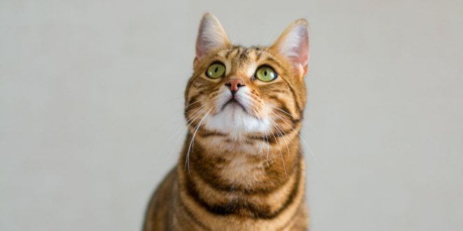 Para Ortu Anak Bulu Merapat Yuk, Ini Lima Komunitas Pecinta Kucing di Indonesia