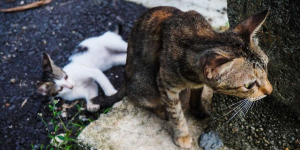 YASUKOSA, Komunitas Pecinta Satwa yang Rawat Hewan Jalanan