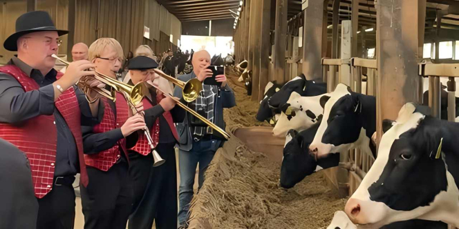 Potret Sapi Chill di Peternakan Dihibur Musik Jazz Biar Tumbuh Sehat