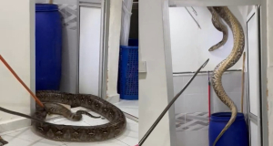 Dikira Kain Batik Menjulur dari Plafon Kamar Mandi Jebol, Pas Dicek Ternyata Piton Seberat 60 Kg!