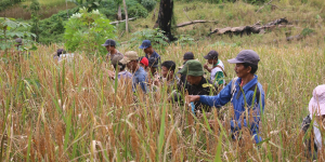 Mengenal Komunitas Masyarakat Adat Seberuang di Kalbar: Punya Hutan Terlarang, Jengkolnya Primadona