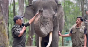 Habitat Terus Tergerus Masif, Populasi Gajah Sumatera Kian Terdesak ke Ambang Kepunahan