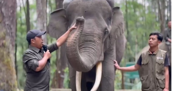 Habitat Terus Tergerus Masif, Populasi Gajah Sumatera Kian Terdesak ke Ambang Kepunahan