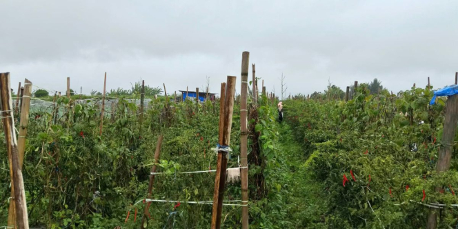 Cerita Sukses Pemberdayaan Petani Dompet Dhuafa di Karo, Medan, Petani Cabai Raup Jutaan Rupiah Sekali Panen