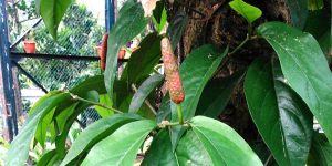 Cabe Jawa yang Terlupakan, dan dari Mana Sebenarnya Asal Cabai yang Kita Kenal Sekarang