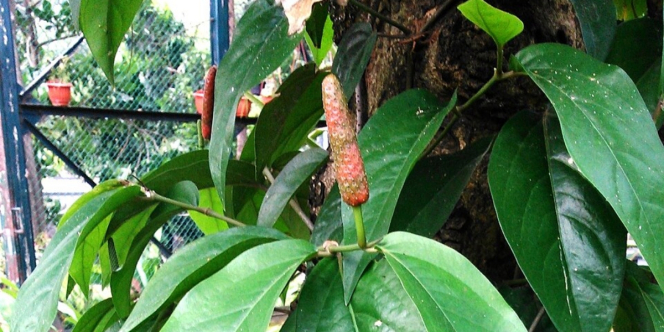 Cabe Jawa yang Terlupakan, dan dari Mana Sebenarnya Asal Cabai yang Kita Kenal Sekarang