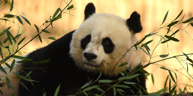 Punya Badan Sebesar Beruang, Benarkah Panda Hanya Makan Bambu?