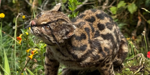 Spesies Kucing Baru Ditemukan di Bolivia, Ukurannya Lebih Kecil dari Kucing Rumahan