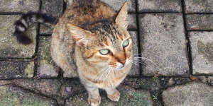 Mengapa Kucing Sering Disebut Memiliki 9 Nyawa?