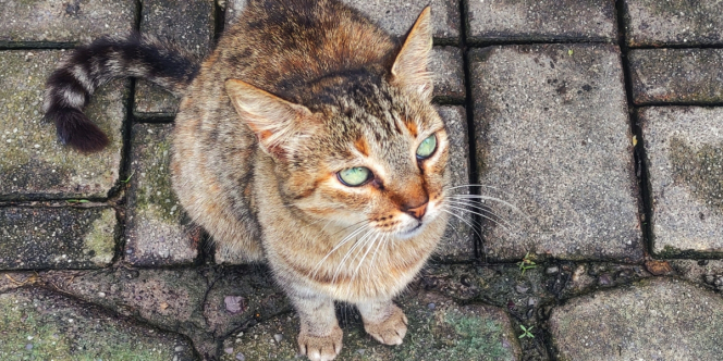 Mengapa Kucing Sering Disebut Memiliki 9 Nyawa?