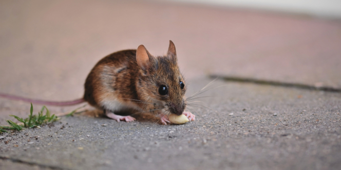 Kenapa Tikus Suka Bersarang di Mesin Mobil, dan Cara Mengusirnya untuk Selamanya