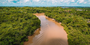 Deforestasi Amazon Brasil Turun ke Level Terendah, Ini 5 Pelajaran yang Bisa Ditiru Indonesia