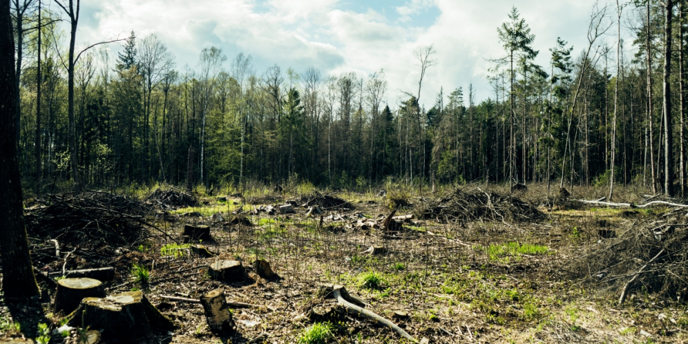 Apa yang Terjadi Jika Semua Hutan di Bumi Hilang? Bukan Cuma Hewan, Kehidupan Manusia Ikut Terancam