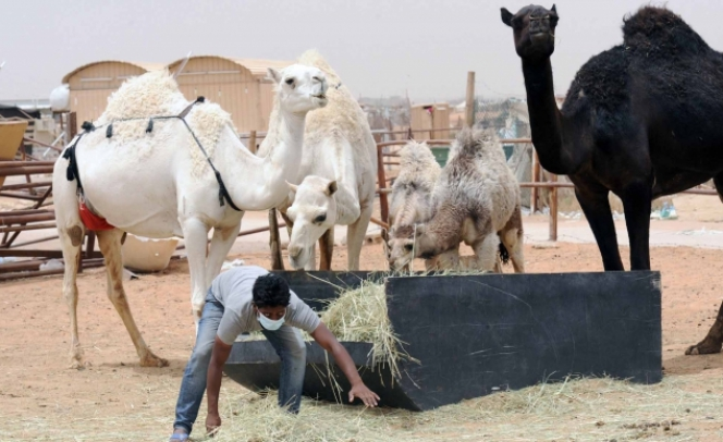 Foto Jual-Beli Unta di Tengah Wabah MERS