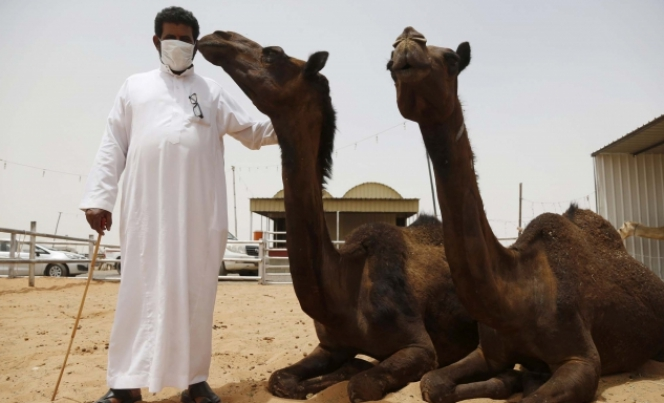 Foto Jual-Beli Unta di Tengah Wabah MERS