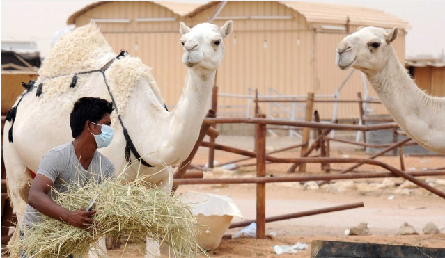Foto Jual-Beli Unta di Tengah Wabah MERS