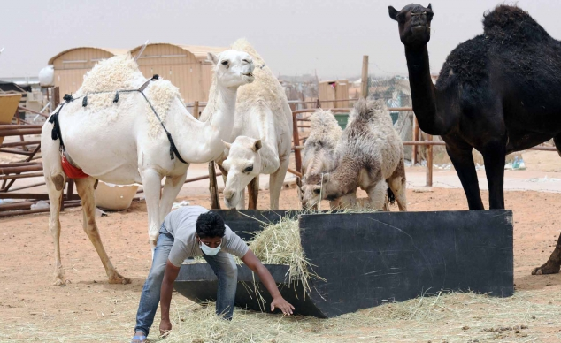 Foto Jual-Beli Unta di Tengah Wabah MERS