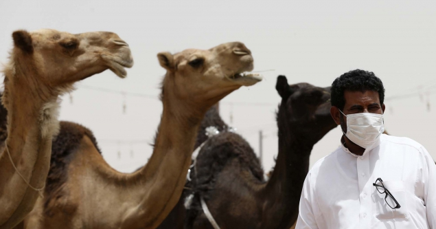 Foto Jual-Beli Unta di Tengah Wabah MERS