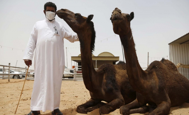 Foto Jual-Beli Unta di Tengah Wabah MERS