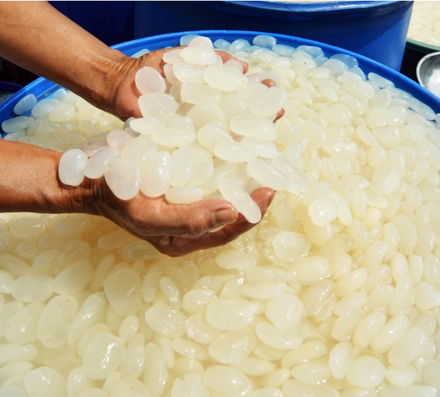 `Berburu` Kolang Kaling