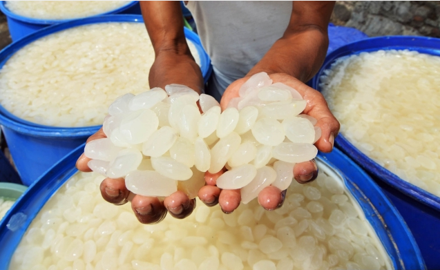 `Berburu` Kolang Kaling