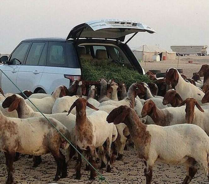 Mobil Rp 3 Miliar Jadi `Gerobak` Kambing di Saudi