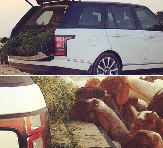 Mobil Rp 3 Miliar Jadi `Gerobak` Kambing di Saudi