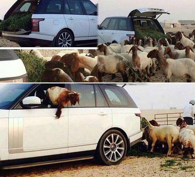 Mobil Rp 3 Miliar Jadi `Gerobak` Kambing di Saudi