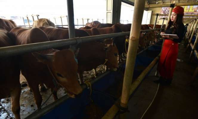 Suka Duka SPG `Sapi` di Depok