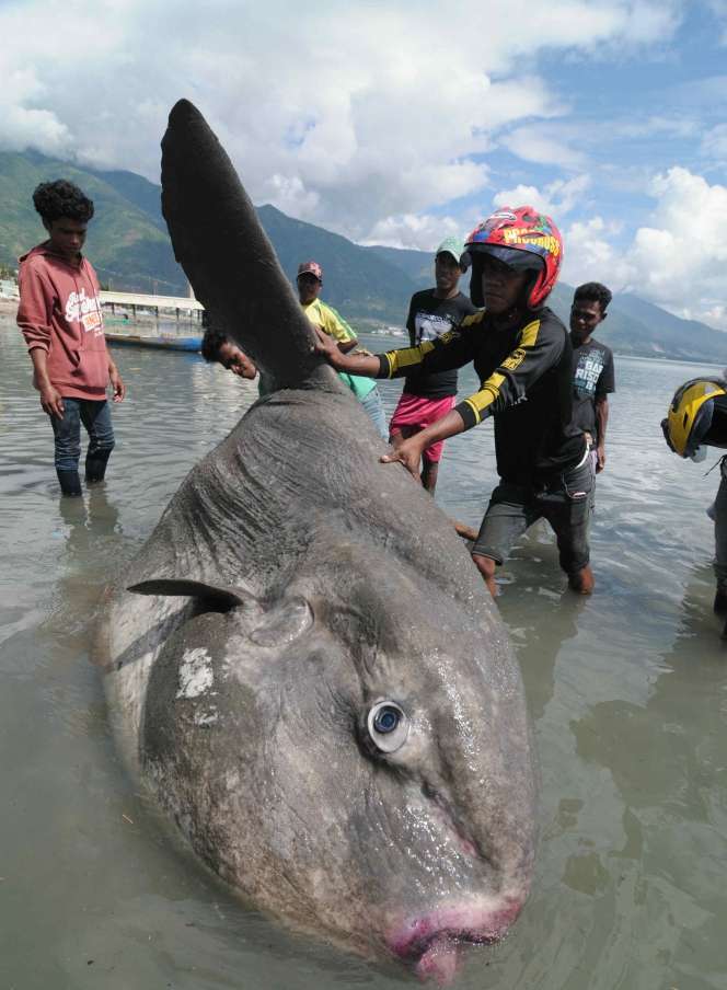 Ikan `Matahari` Raksasa Terdampar di Palu