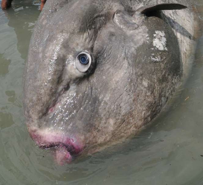 Ikan `Matahari` Raksasa Terdampar di Palu