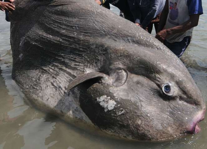 Ikan `Matahari` Raksasa Terdampar di Palu