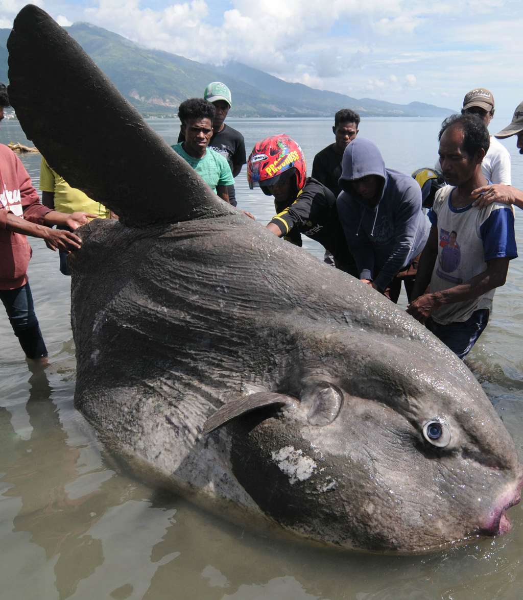 Ikan `Matahari` Raksasa Terdampar di Palu