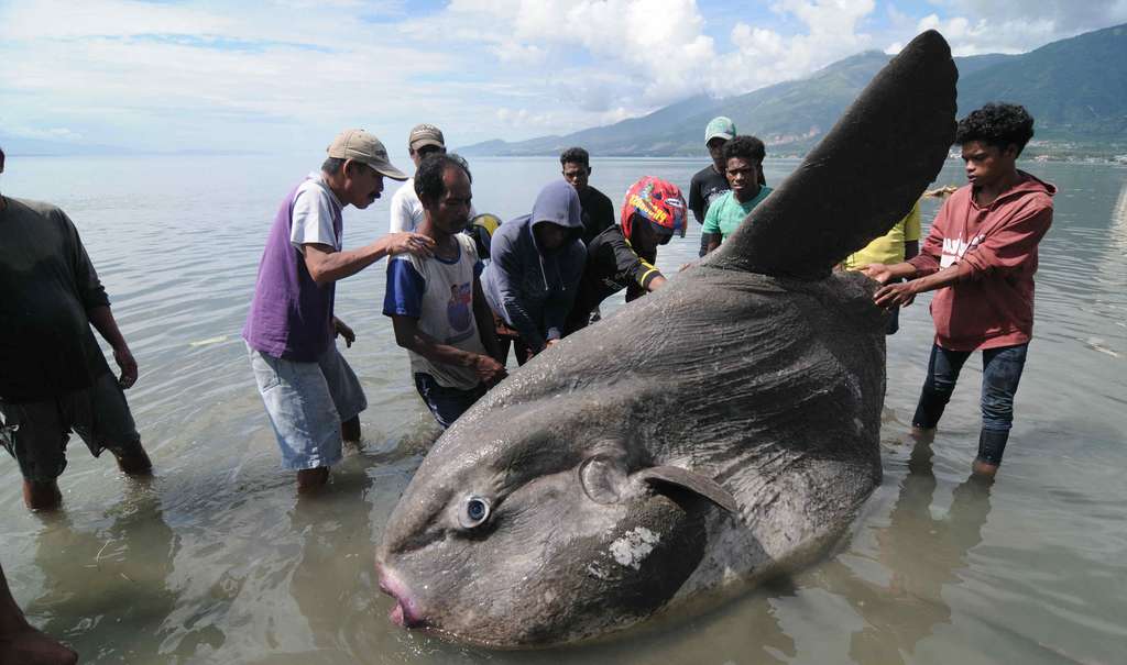 Ikan `Matahari` Raksasa Terdampar di Palu