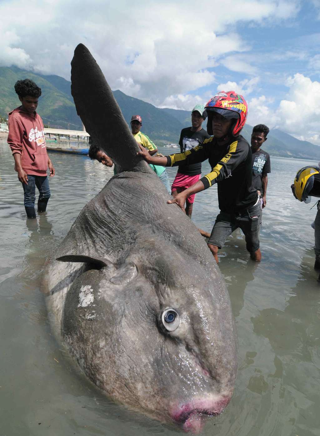 Ikan `Matahari` Raksasa Terdampar di Palu