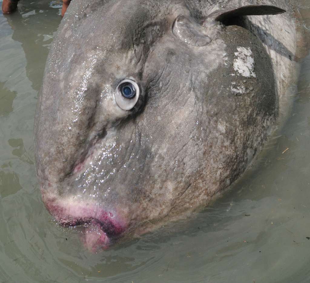 Ikan `Matahari` Raksasa Terdampar di Palu
