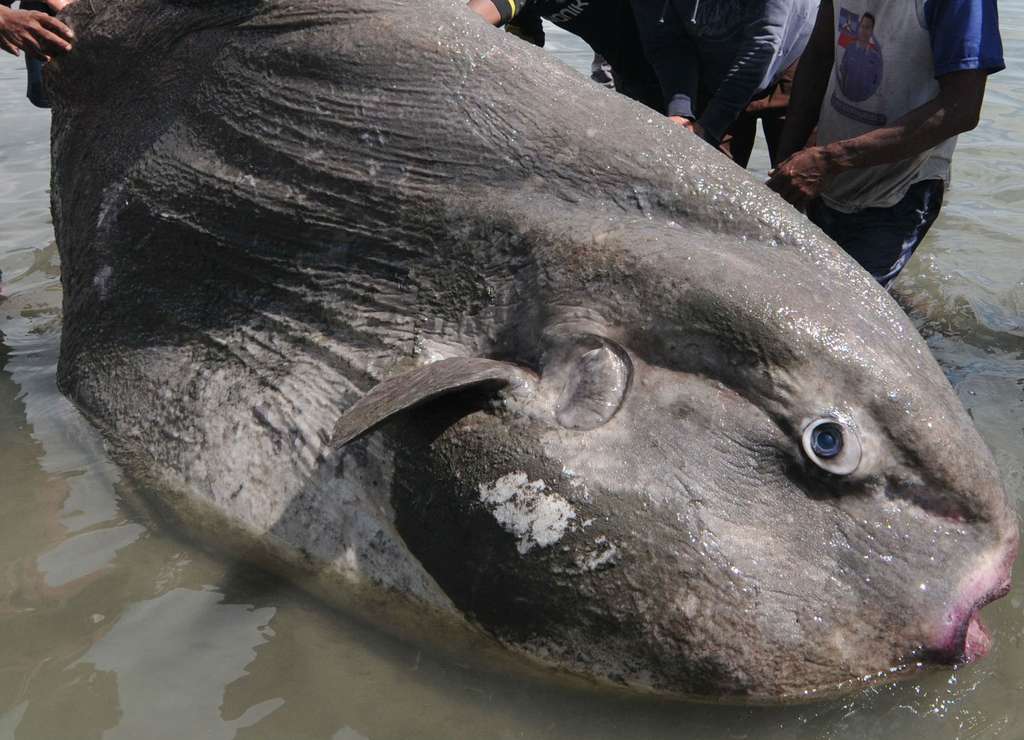 Ikan `Matahari` Raksasa Terdampar di Palu