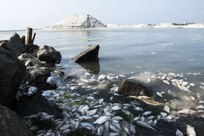 Penampakan Jutaan Ekor Ikan di Ancol Mati Misterius