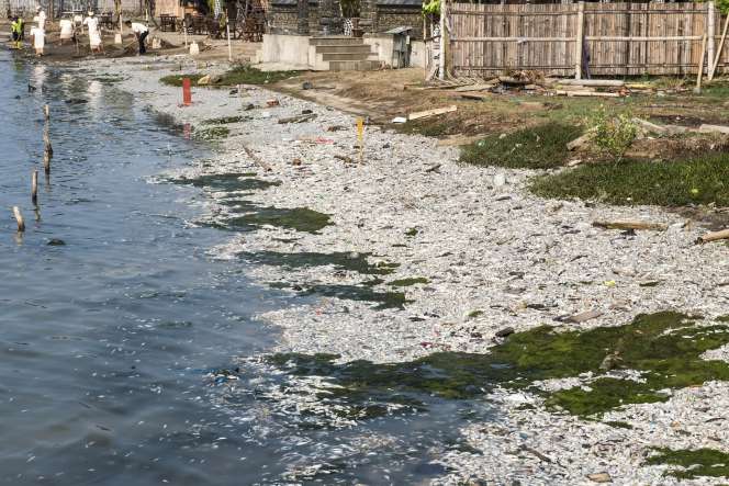 Penampakan Jutaan Ekor Ikan di Ancol Mati Misterius