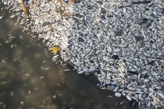 Penampakan Jutaan Ekor Ikan di Ancol Mati Misterius