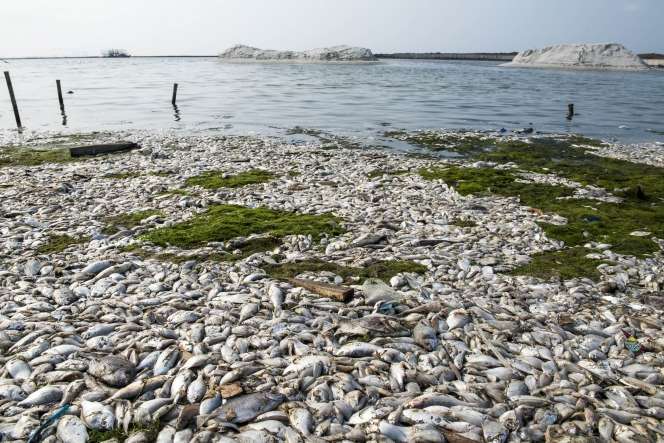 Penampakan Jutaan Ekor Ikan di Ancol Mati Misterius