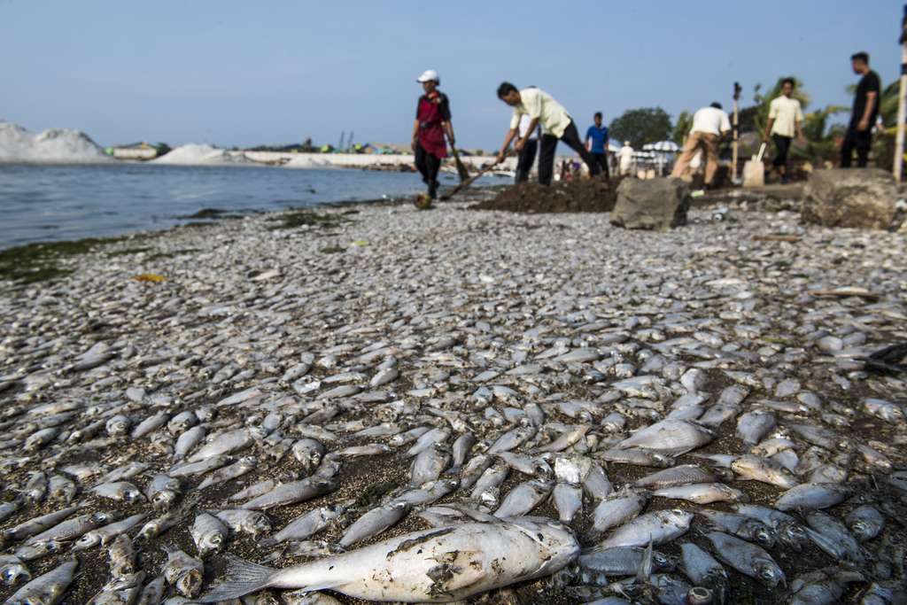Penampakan Jutaan Ekor Ikan di Ancol Mati Misterius