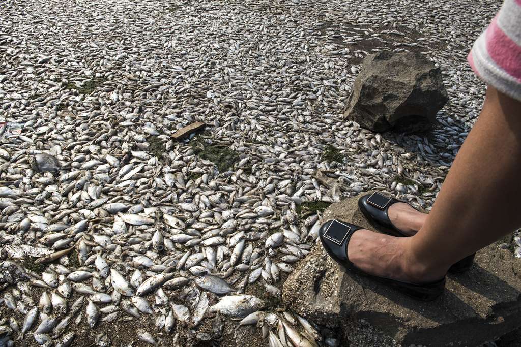 Penampakan Jutaan Ekor Ikan di Ancol Mati Misterius