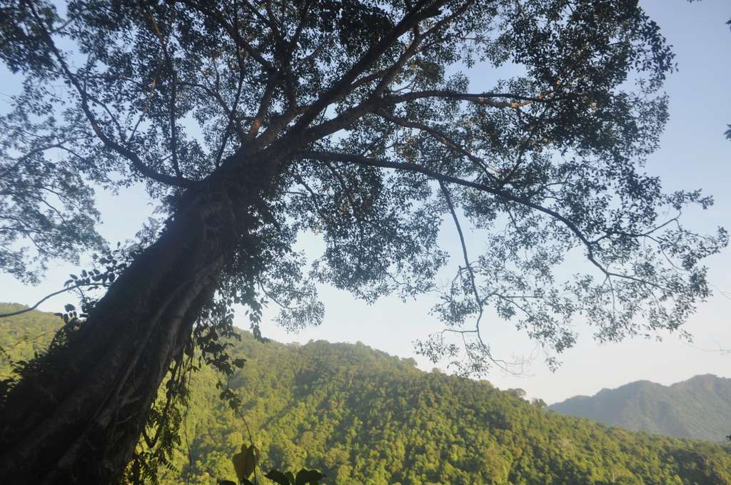 Hutan Pusuk, Surga Tersembunyi dari Lombok