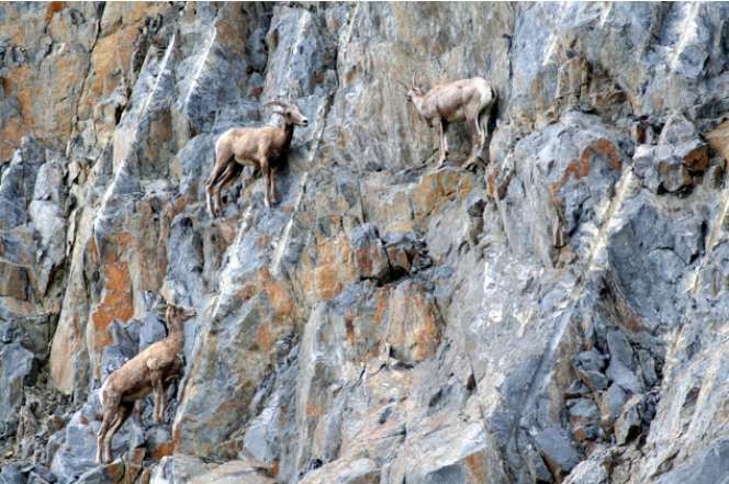 Kumpulan Foto Kambing Panjat Tebing Menggugah Dunia