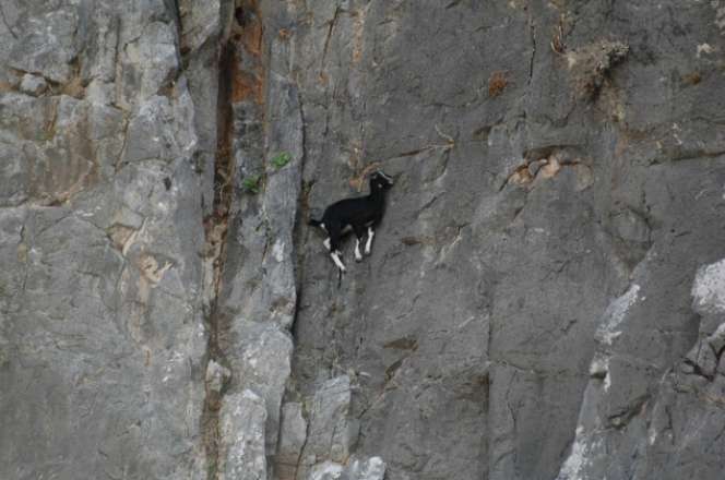 Kumpulan Foto Kambing Panjat Tebing Menggugah Dunia