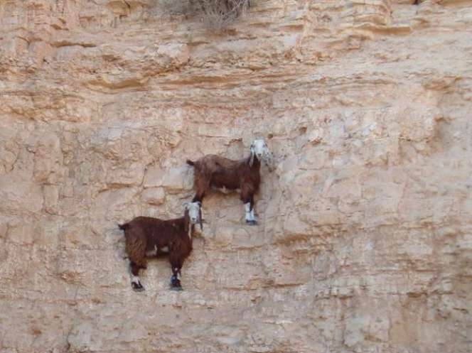 Kumpulan Foto Kambing Panjat Tebing Menggugah Dunia