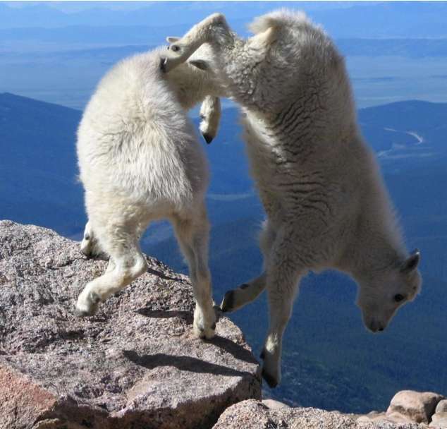Kumpulan Foto Kambing Panjat Tebing Menggugah Dunia