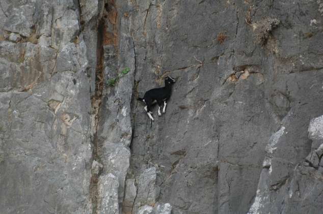 Kumpulan Foto Kambing Panjat Tebing Menggugah Dunia